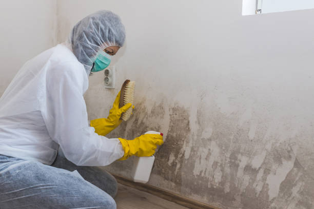 Mold Documentation for Insurance Claims in Sneads Ferry, NC