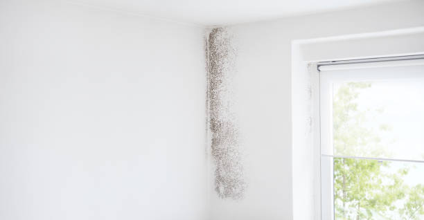 Best Real Estate Mold Inspection  in Sneads Ferry, NC