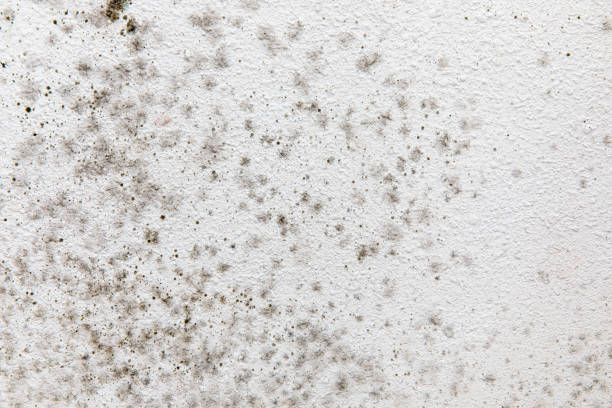 Best Mold Remediation for Healthcare Facilities  in Sneads Ferry, NC