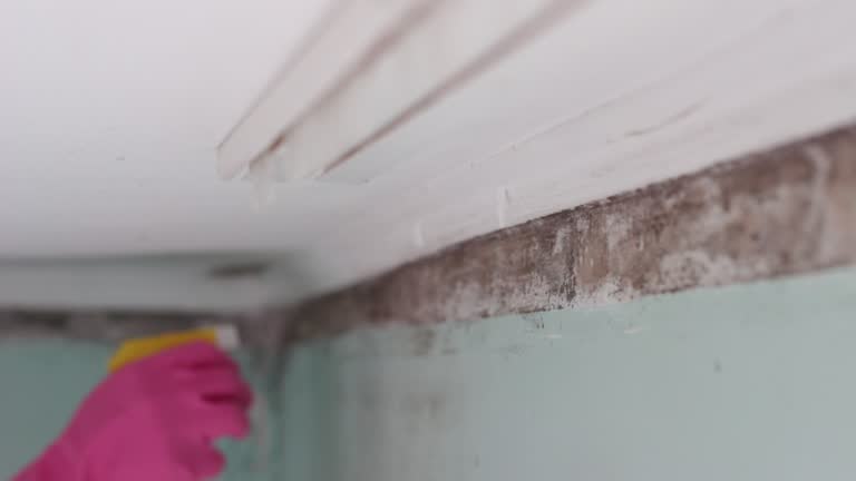 Best Real Estate Mold Inspection  in Sneads Ferry, NC
